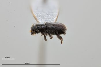 Media type: image;   Entomology 784220 Aspect: habitus lateral view